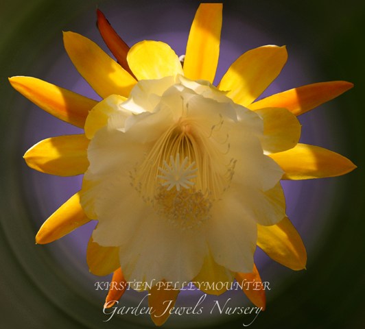 Epiphyllum 'Kirsten Pelley Mounter'