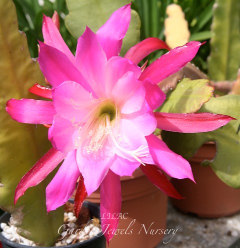 Epiphyllum 'Lilac'