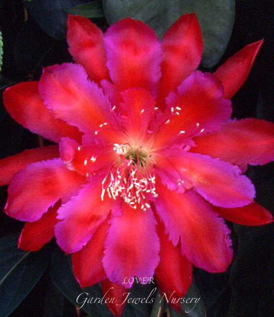 Epiphyllum 'Lover'