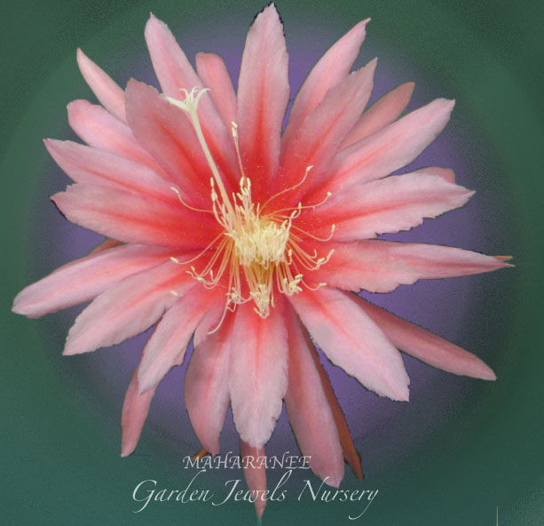 Epiphyllum 'Maharanee'