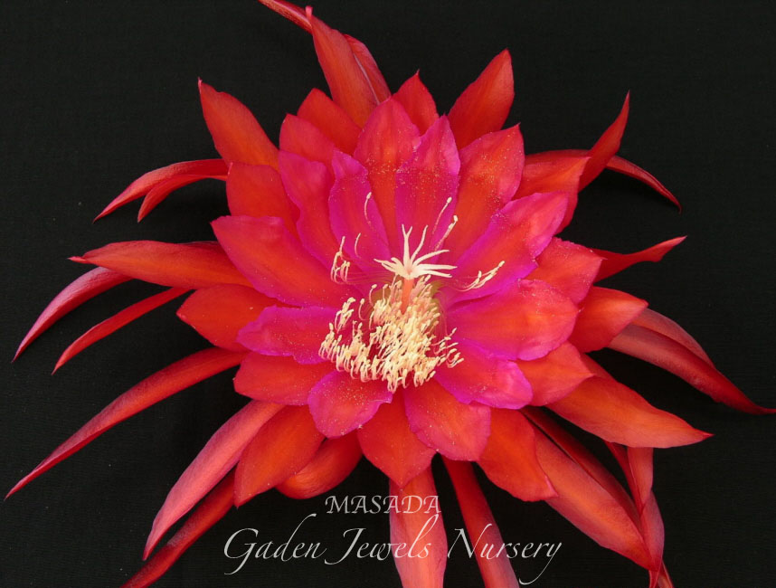 Epiphyllum 'Masada'
