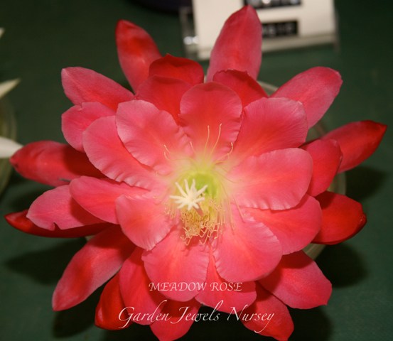 Epiphyllum 'Meadow Rose'