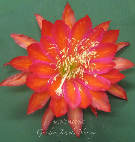 Epiphyllum 'Mine Alone'