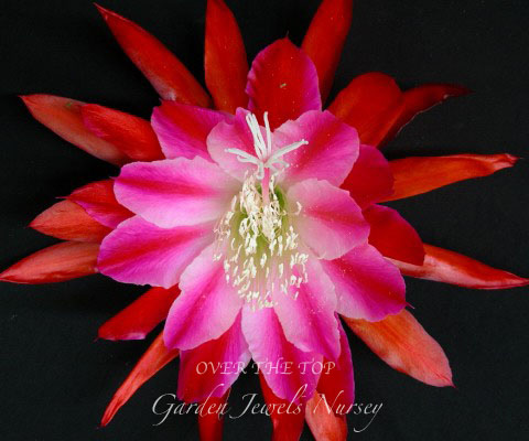 Epiphyllum 'Over the Top'