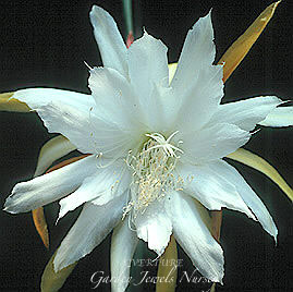 Epiphyllum 'Overture'