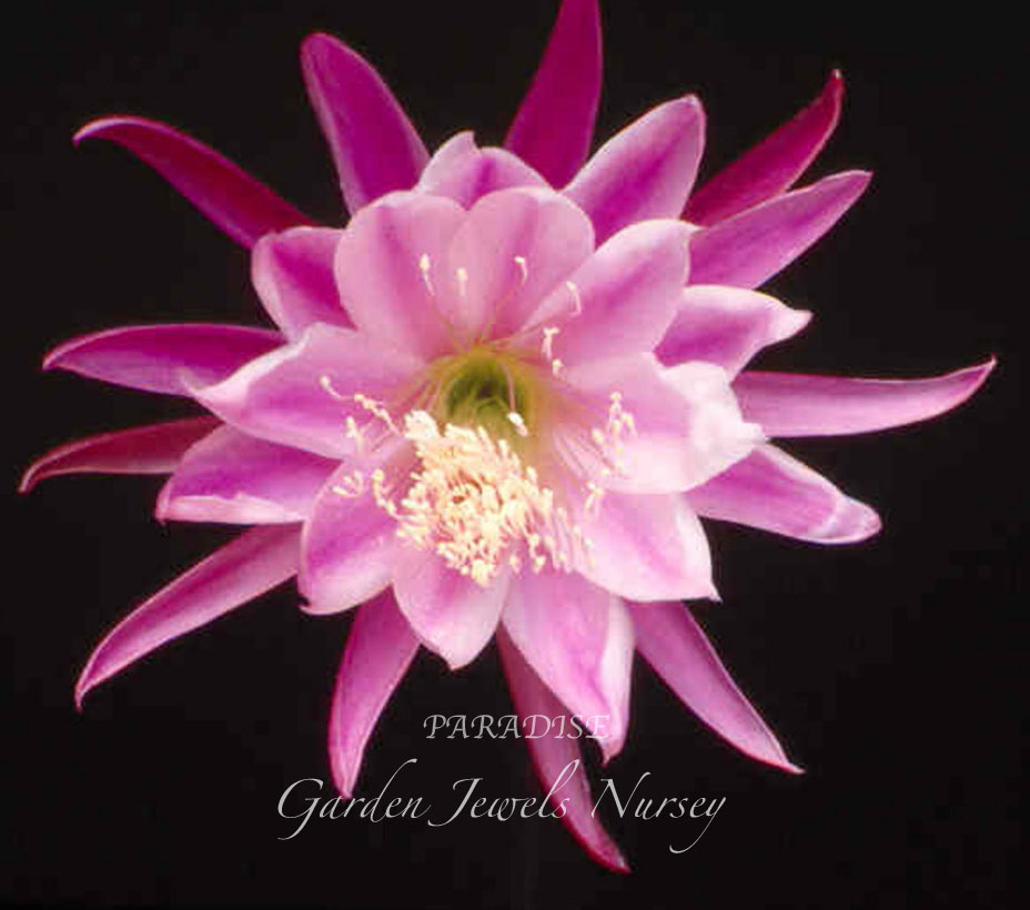 Epiphyllum 'Paradise'