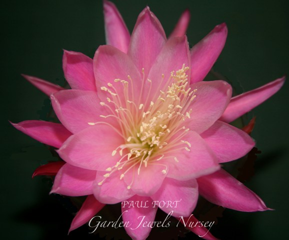 Epiphyllum 'Paul L Fort'