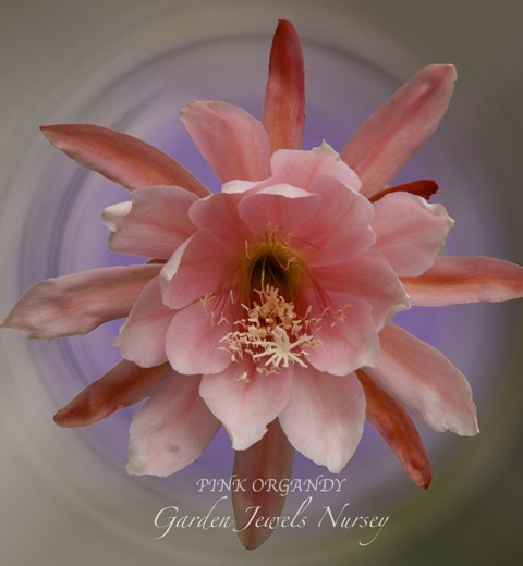 Epiphyllum 'Pink Organdy'