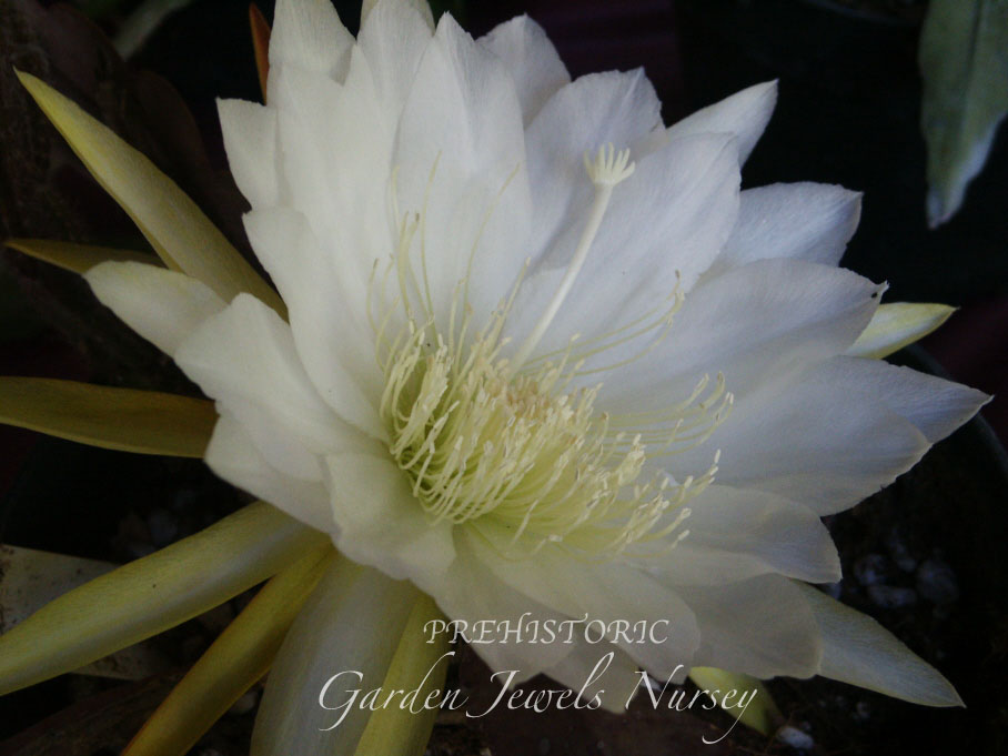 Epiphyllum  'Prehistoric' 
