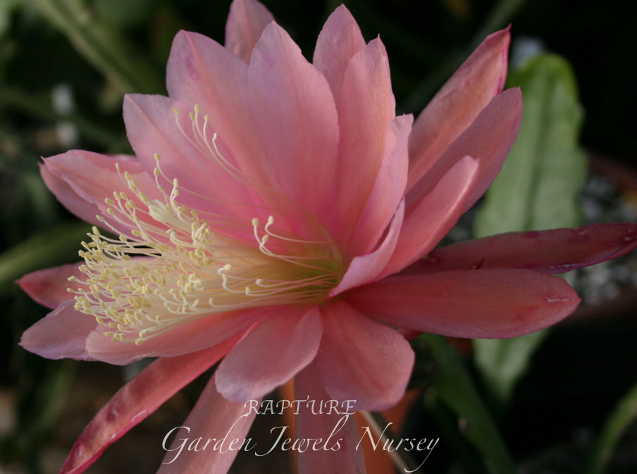 Epiphyllum 'Rapture'