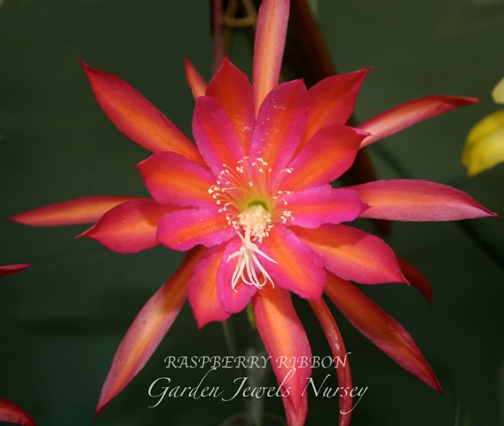 Epiphyllum 'Rasberry Ribbon'
