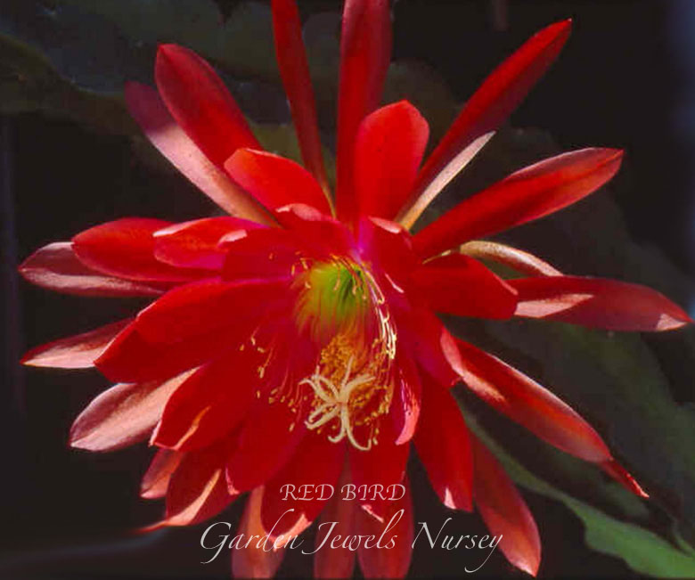 Epiphyllum 'Red Bird'