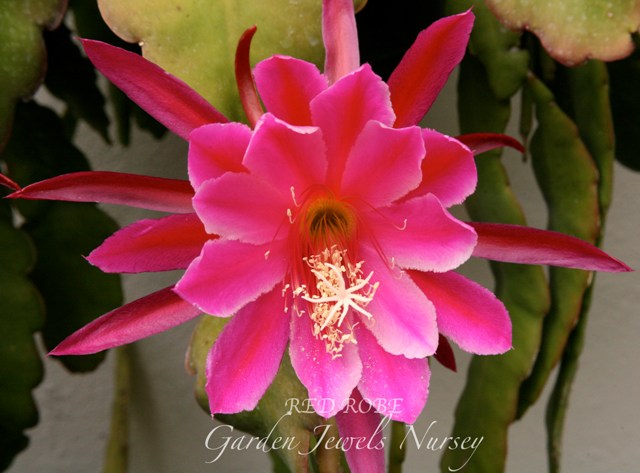 Epiphyllum 'Red Robe'