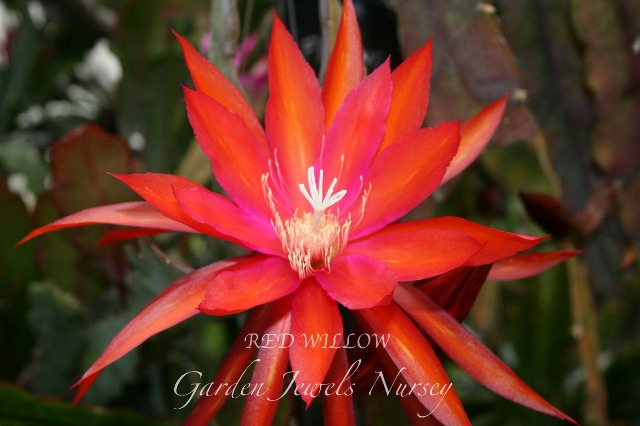 Epiphyllum 'Red Willow'