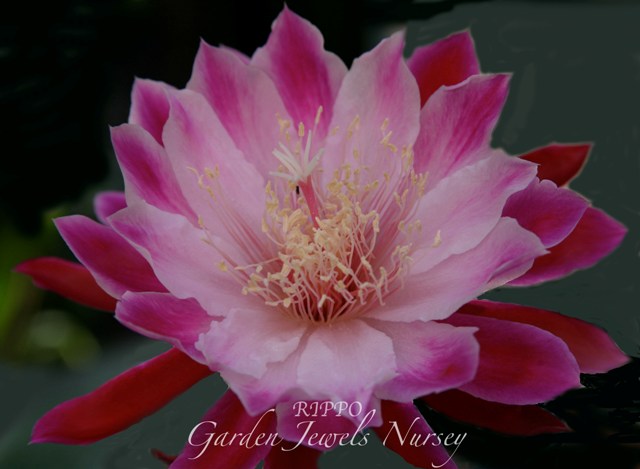 Epiphyllum 'Rippo'