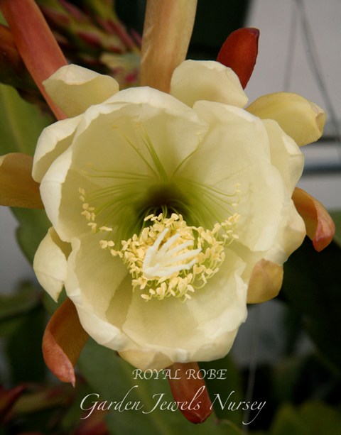 Epiphyllum 'Royal Robe'