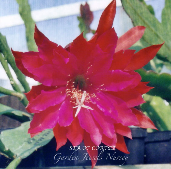 Epiphyllum 'Sea of Cortez'