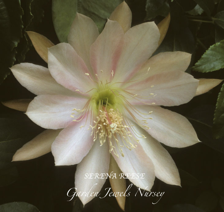Epiphyllum 'Serena Reese'