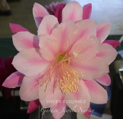 Epiphyllum 'Sheer Elegance'