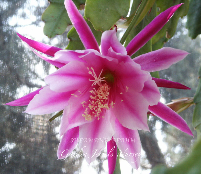 Epiphyllum 'Sherman A Beahm'