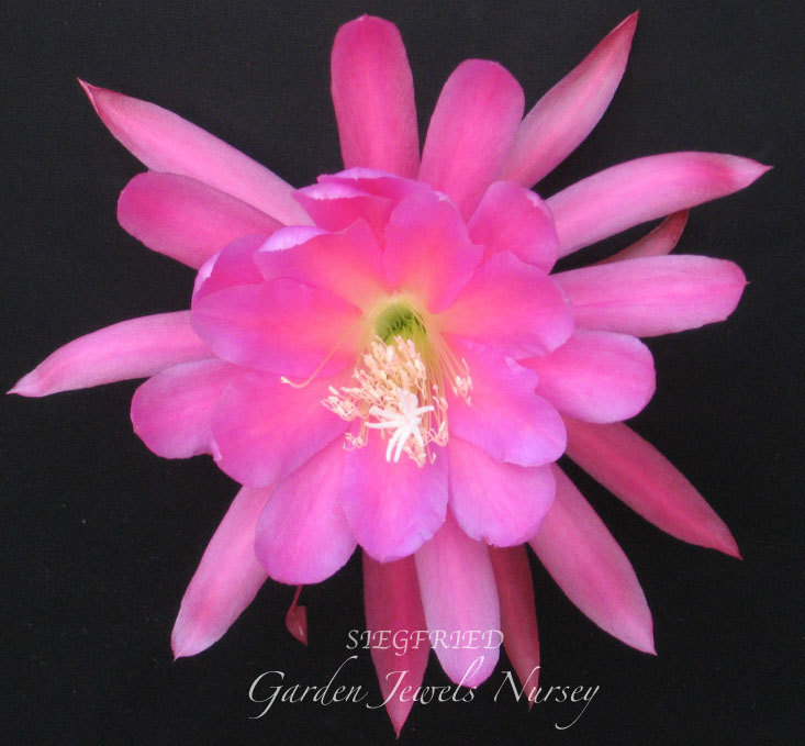 Epiphyllum 'Siegfried'