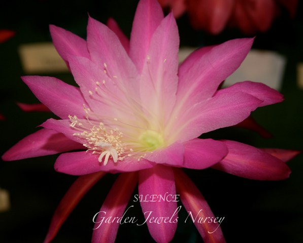 Epiphyllum 'Silence'