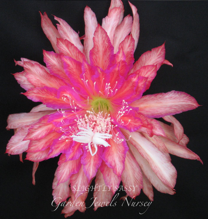 Epiphyllum 'Slightly Sassy'
