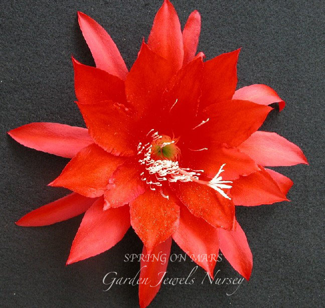 Epiphyllum 'Spring on Mars'