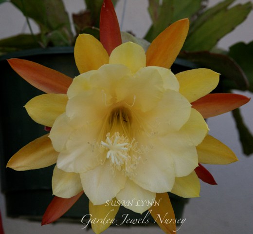 Epiphyllum 'Susan Lynn'