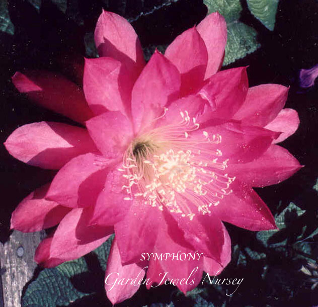 Epiphyllum 'Symphony'
