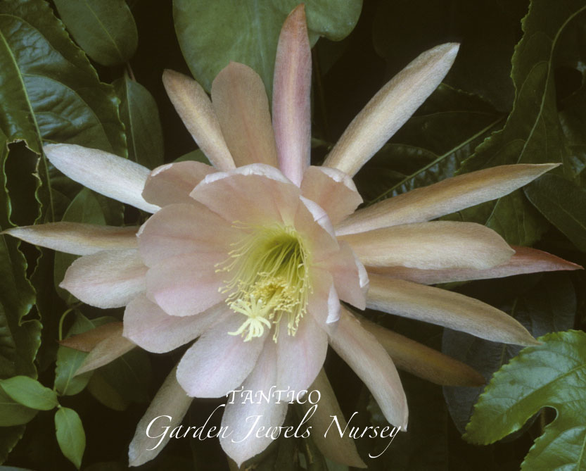 Epiphyllum 'Tantico'