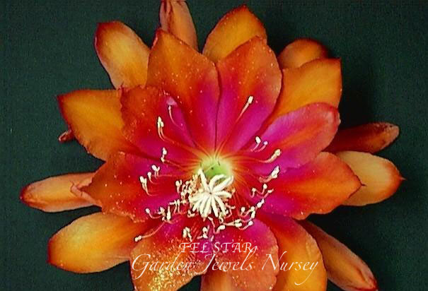 Epiphyllum 'Tel Star'