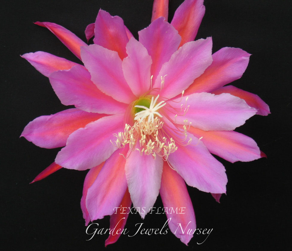 Epiphyllum 'Texas Flame'
