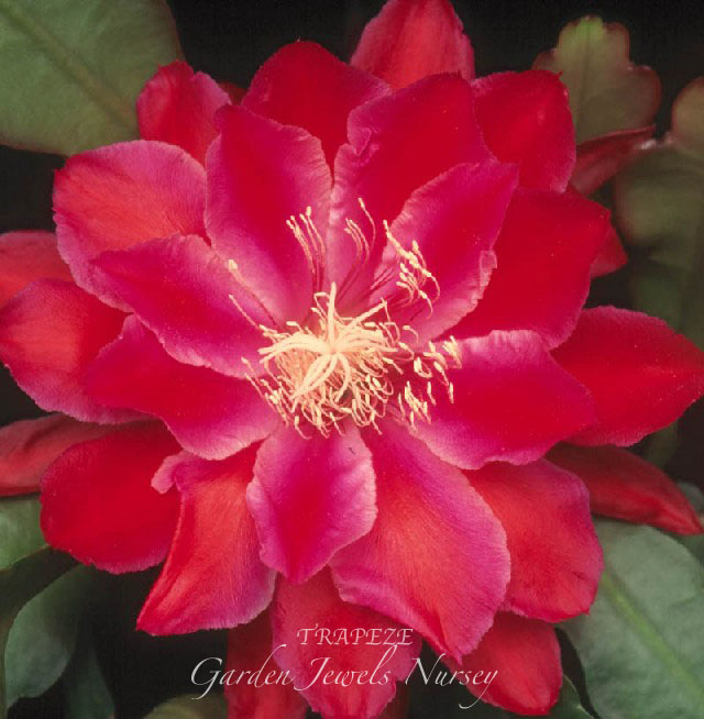 Epiphyllum 'Trapeze'