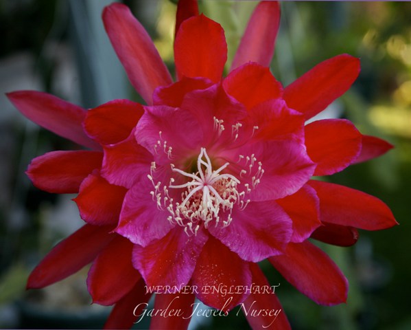 Epiphyllum 'Werner Englehart'