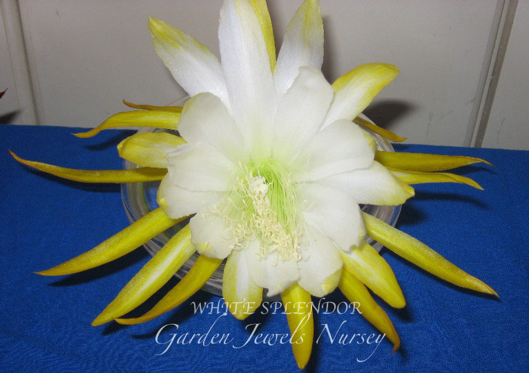 Epiphyllum 'White Splendor'