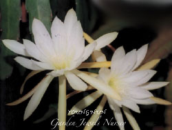 Epiphyllum 'Young Nun'