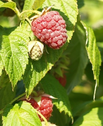 Rubus idaeus
