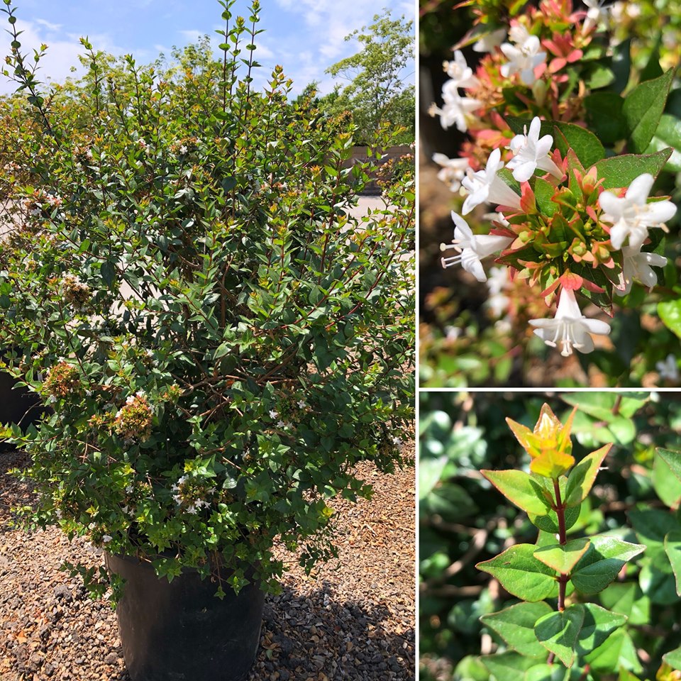 Abelia spp. 