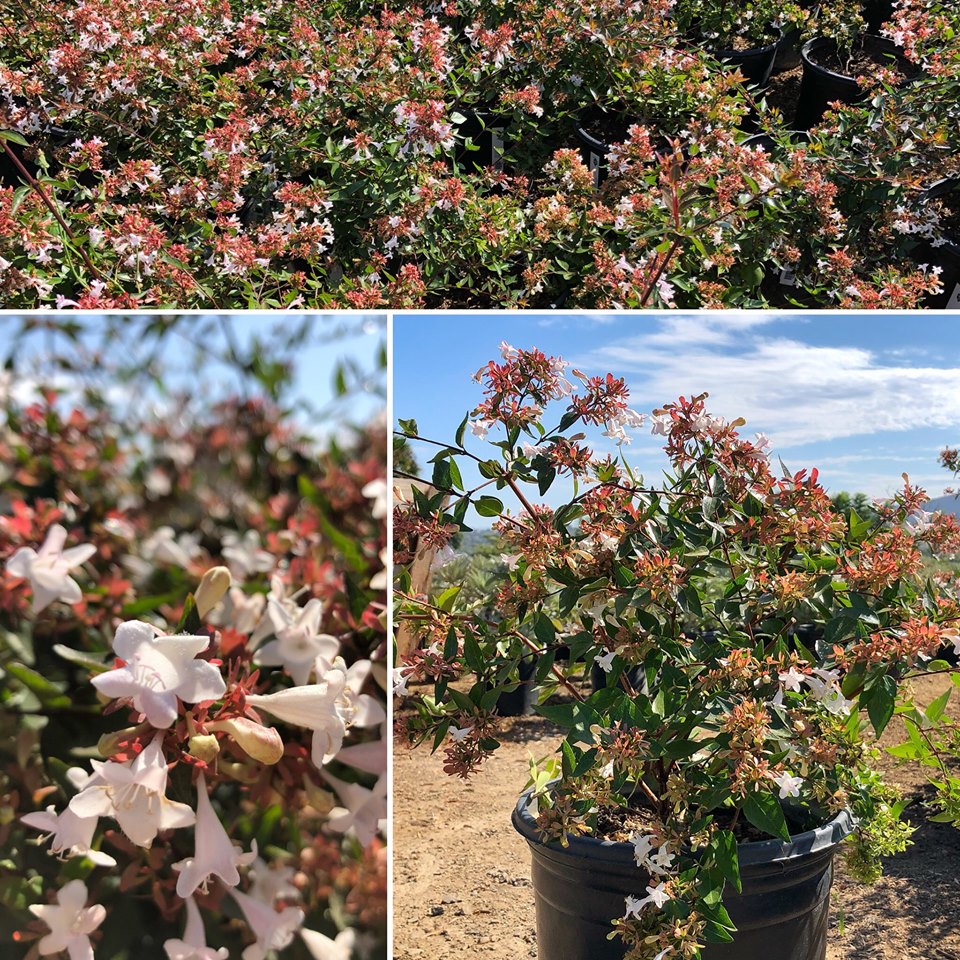 Abelia x grandiflora