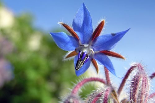 Borago officinalis
