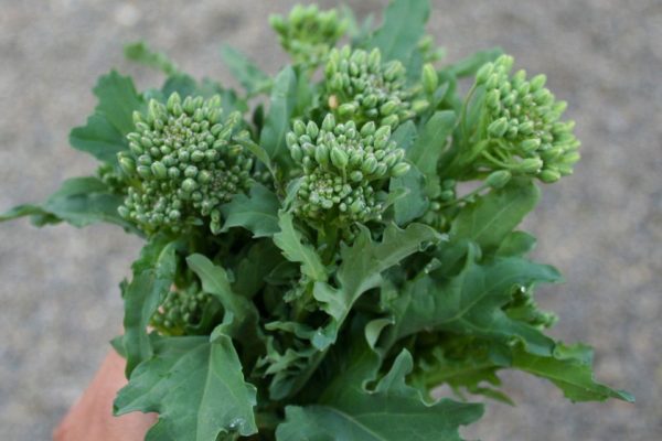 Brassica oleracea ssp. Botrytis Group 