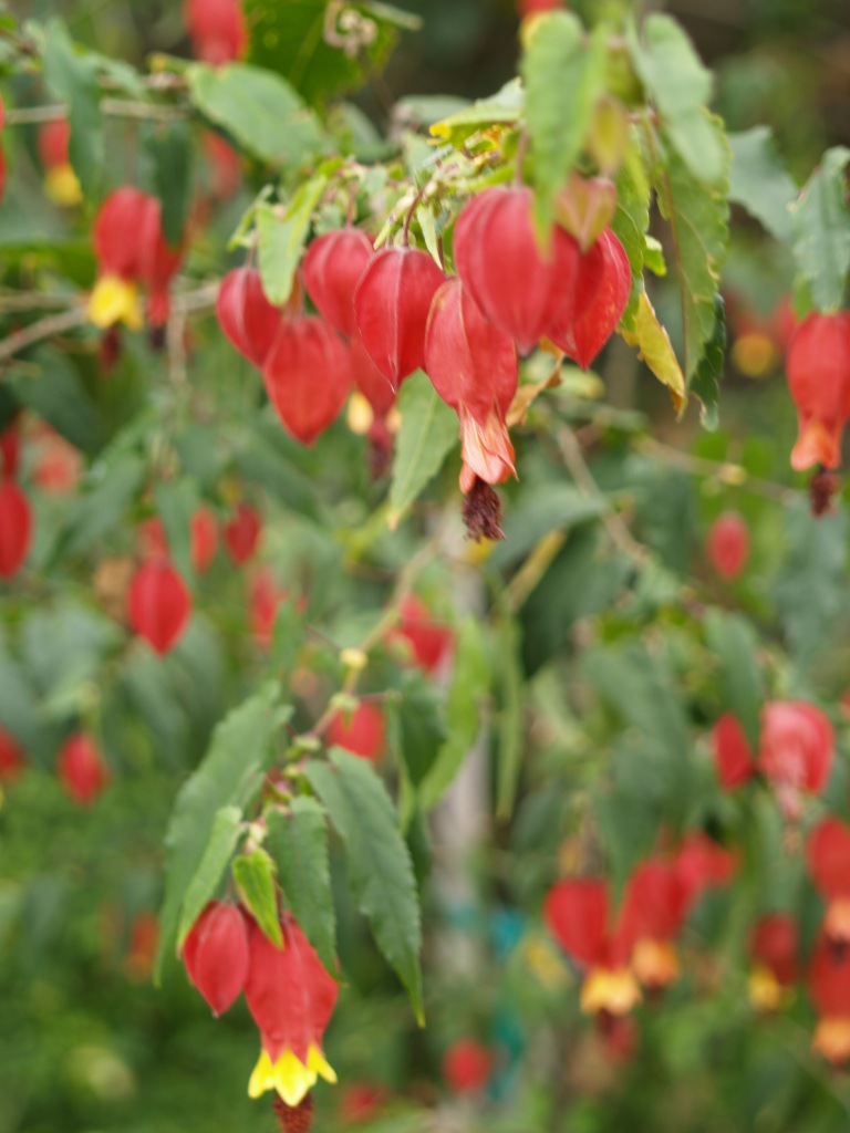 Abutilon megapotamicum 