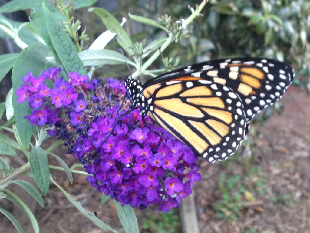 Buddleja davidii
