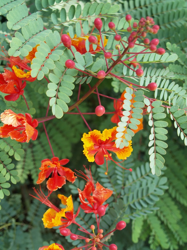 Caesalpinia spp