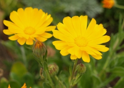 Calendula officinalis