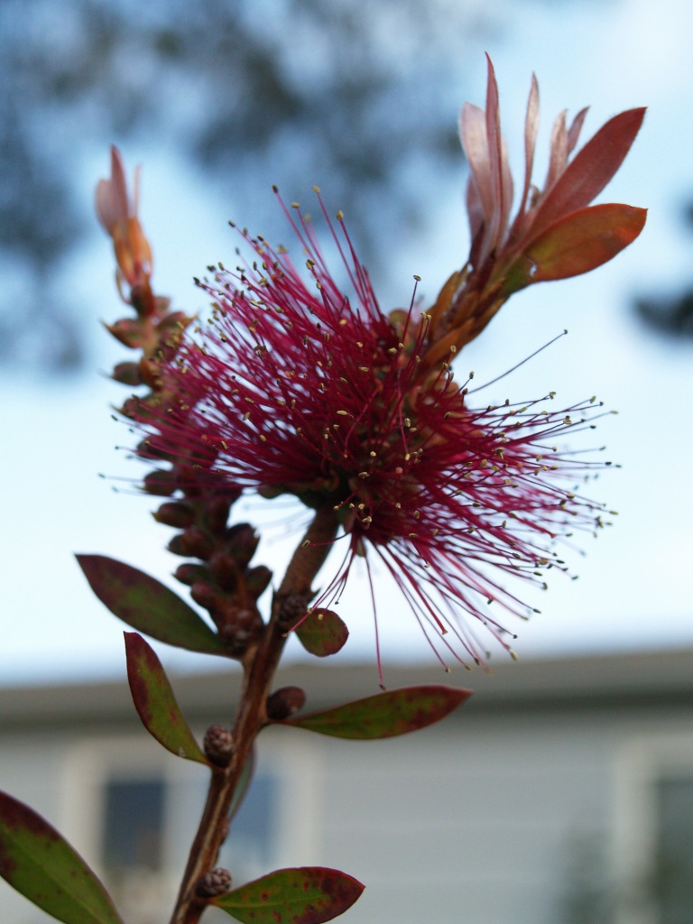 Callistemon spp