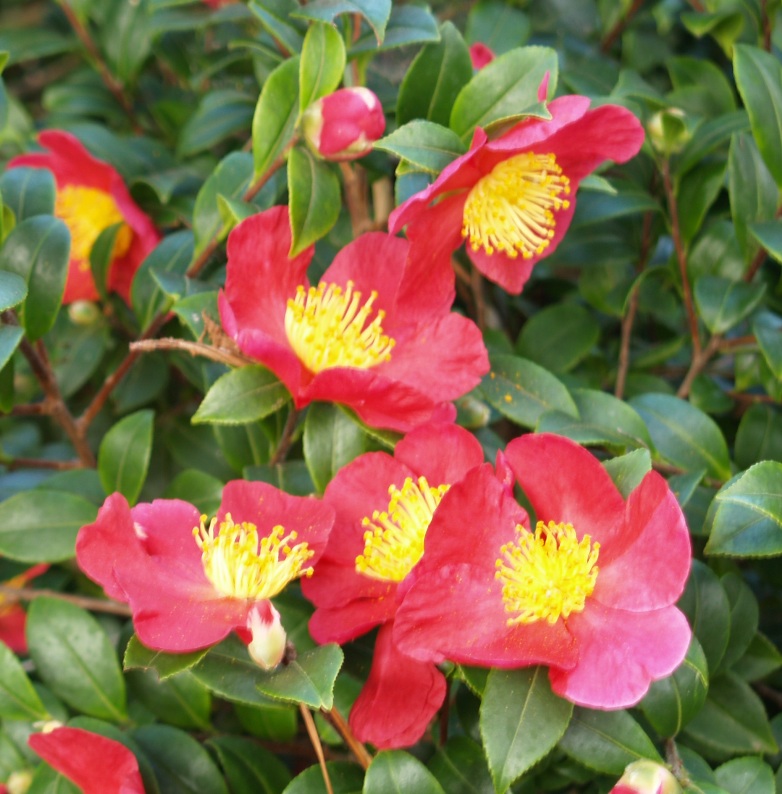 Camellia sasanqua