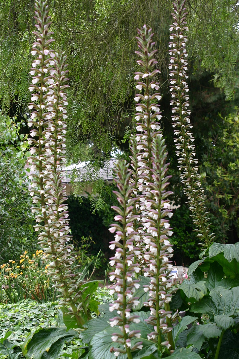 Acanthus mollis 