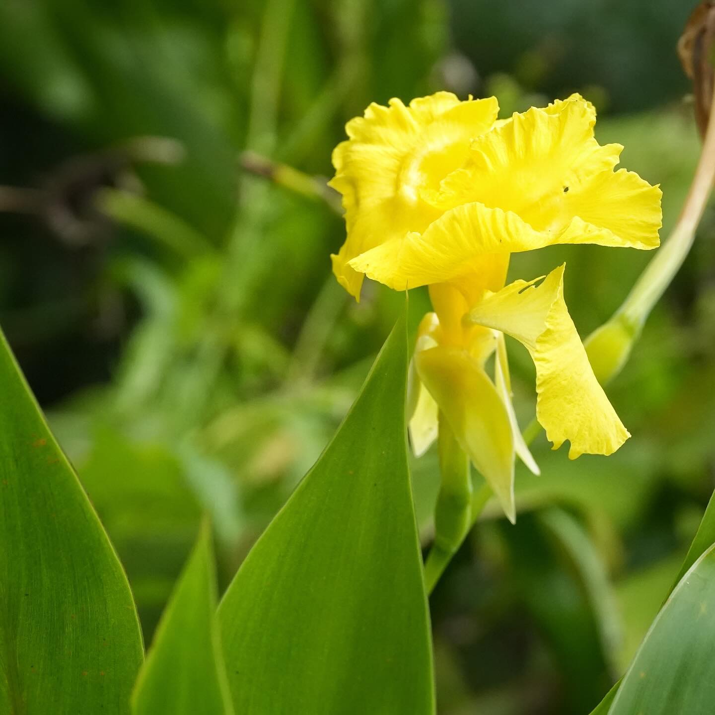 Canna flaccida
